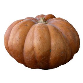 Imagem do produto Abóbora Bolina / Menina