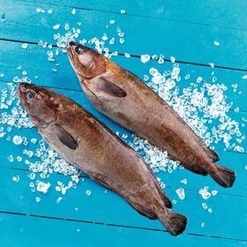 Imagem do produto Abrótea Fresca