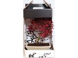 bonsai 7 anos luso bonsai com caixa presente product image