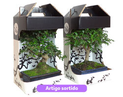 bonsai 8 anos com caixa (interior) modelos sortidos product image
