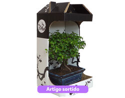 bonsai 5 anos com caixa (interior) modelos sortidos product image