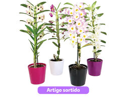 Imagem do produto dendobrium nobile luso bonsai com vaso cerâmico modelos sortidos