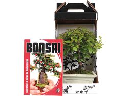 bonsai de 5 anos + livro luso bonsai product image