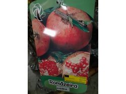 Imagem do produto árvore fruto romanzeira assaria