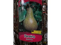 Imagem do produto árvore fruto pereira conference vaso