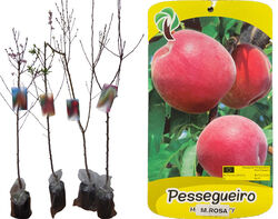 Imagem do produto árvore fruto pessegueiro maracotão rosa vaso