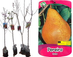 Imagem do produto árvore fruto pereira rocha vaso