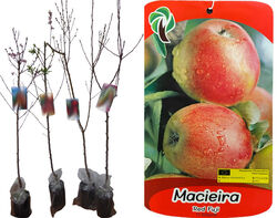 Imagem do produto árvore fruto macieira red fuji vaso