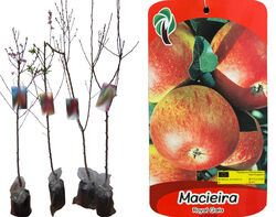 Imagem do produto árvore fruto macieira royal gala vaso