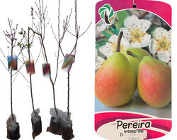 Imagem do produto árvores fruto pereira moretini vaso