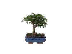 bonsai de 5 anos luso bonsai product image