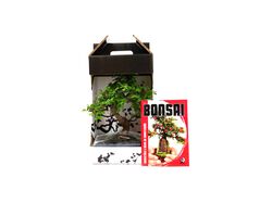 bonsai de 8 anos com livro luso bonsai em caixa oferta product image