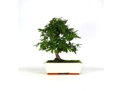 bonsai de 10 anos luso bonsai product image