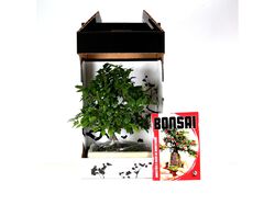 bonsai 10 anos com livro luso bonsai em caixa oferta product image