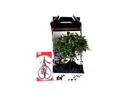 bonsai de 5 anos com tesoura luso bonsai em caixa oferta product image