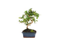 bonsai de 6 anos luso bonsai product image