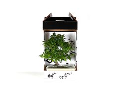 bonsai 10 anos planta interior em caixa oferta product image