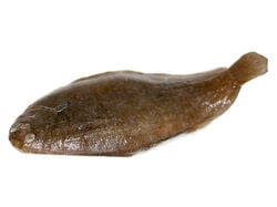 Imagem do produto linguado da guiné fresco inteiro kg