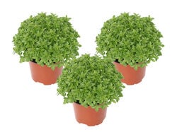 Imagem do produto manjerico vaso 10