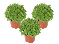 Imagem do produto manjerico vaso 12