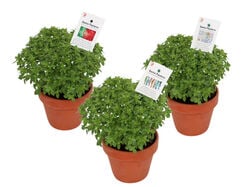 Imagem do produto manjerico com quadra vaso de barro 12