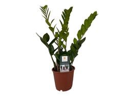 Imagem do produto zamioculca vaso 14