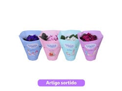 Imagem do produto saintpaulia mix (violeta-africana) vaso 12 cores sortidas