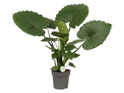Imagem do produto alocasia gageana 'california' vaso 21