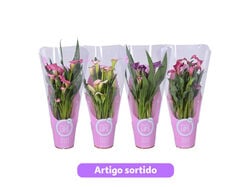 Imagem do produto zantedeschia morelips vaso 12 cores sortidas