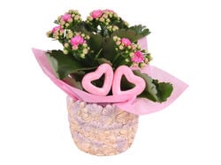 Imagem do produto arranjo dia mãe com kalanchoe vaso 11