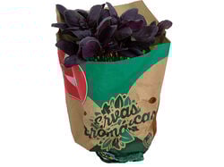 Imagem do produto manjericão roxo auchan produção controlada vaso