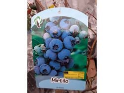 Imagem do produto árvore fruto myrtilo blue crop vaso