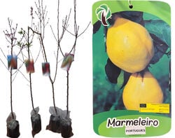 Imagem do produto árvore fruto marmeleiro portugues vaso