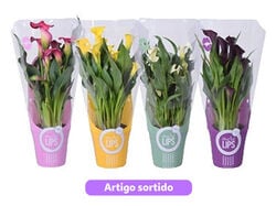 Imagem do produto zantedeschia morelips vaso 12 cores sortidas