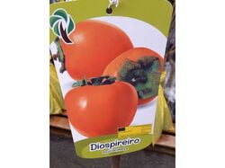 Imagem do produto árvores fruto diospireiro rojo brilhante vaso