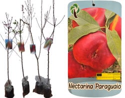 Imagem do produto árvore fruto nectarina paraguayo vaso