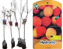 Imagem do produto árvore fruto medronheiro vaso