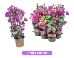 bougainvilleas (três-marias ) vaso 14cm cores sortidas product image