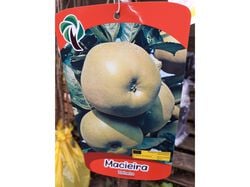 Imagem do produto árvore fruto macieira reineta vaso