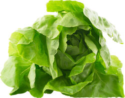 Imagem do produto alface lisa kg produto local