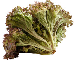 Imagem do produto alface roxa kg produto local