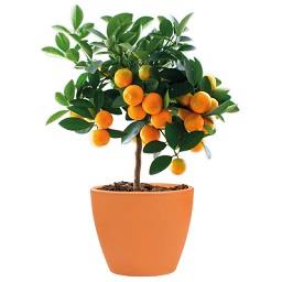 Imagem do produto Vaso Tulipa