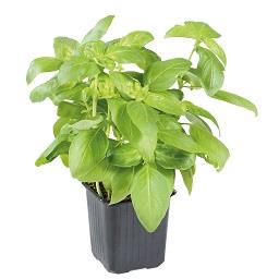 Imagem do produto Mangericão em vaso