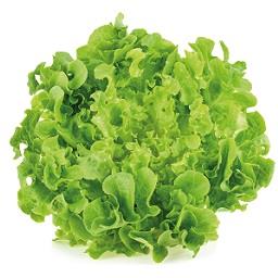 Alface Frisada product image