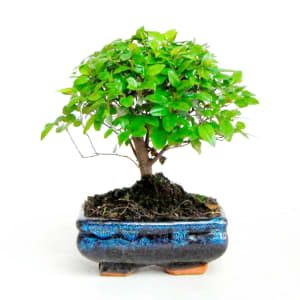 Bonsai 5 anos product image