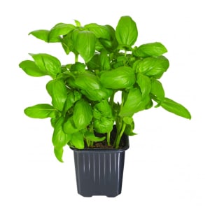 Manjericão em Vaso product image