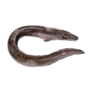 Imagem do produto Safio - Unidade 2 Kg