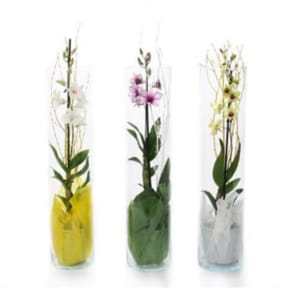 Imagem do produto Dendrobium (Sa-Nook)